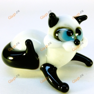 Siamese cat