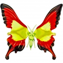 Бабочка хвостатая - Вид 1